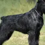Порода собак ризеншнауцер