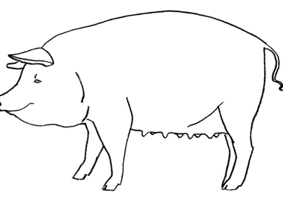 Морда свиньи рисунок