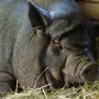 Самая большая свинья в мире