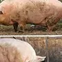 Гигантские свиньи
