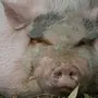 Гигантские свиньи