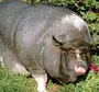 Большая свинья