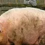 Большая Свинья