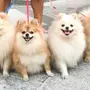 Собаки породы шпиц карликовый