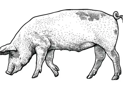 Голова свиньи рисунок