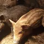 Свинья венгерская мангалица
