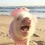 Ну погоди свинья в купальнике картинка