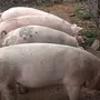 Ливенская порода свиней