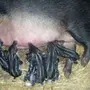 Ливенская порода свиней