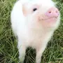 Свинья улыбается