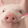 Свинья улыбается
