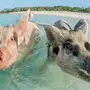 Смешные картинки свиней