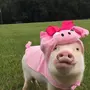 Смешные картинки свиней