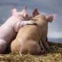 Смешные фотки свиней