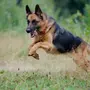 Фотографии немецкой собаки