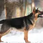 Фотографии немецкой собаки