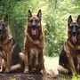 Фотографии Немецкой Собаки