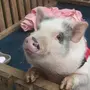 Декоративная свинья