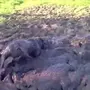 Свиньи в грязи прикольные