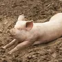 Свиньи в грязи прикольные