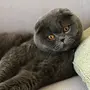 Вислоухая кошка
