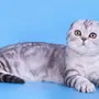 Вислоухая кошка