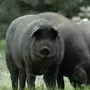 Черные свиньи
