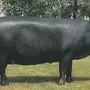 Черные свиньи