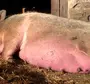 Как Выглядит Свинья Перед Опоросом
