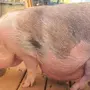 Как Выглядит Свинья Перед Опоросом