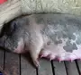 Как выглядит свинья перед опоросом