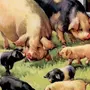 Картинка свинья с поросятами