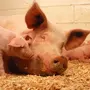 Картинка свинья с поросятами