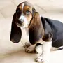 Собаки с длинными ушами