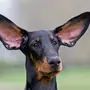 Собаки с длинными ушами