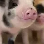 Свинка пигги