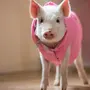 Свинка пигги