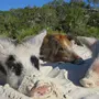 Свинки на багамах