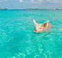 Свинки На Багамах