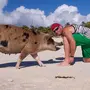 Свинки на багамах