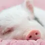 Спящее свиньи