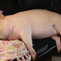Спящее свиньи