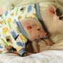 Спящее Свиньи
