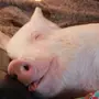 Спящее Свиньи