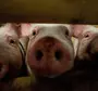Три свиньи