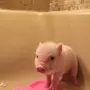 Фотка свиньи в ванной