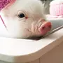 Фотка свиньи в ванной