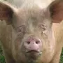 Морда свиньи