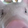 Морда свиньи