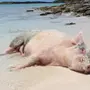 Свиньи в купальнике